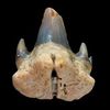 Scyliorhinus.jpg