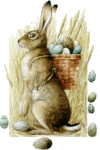 Lapin.gif