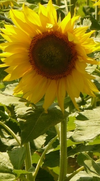 Tournesol