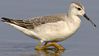 phalarope charadriiforme