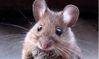 souris.jpg