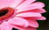GERBERA.jpg