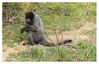 singe laineux (7)