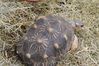 tortue radiée (7)