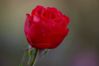 235%20rose