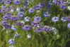 POESIE-EPIGRAMME BEAUSSE