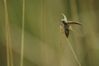 agriotes lineatus01