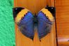 papillon feuille Kallima paralekta (7)