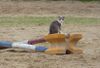 chat et saut d'obstacle