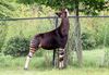 okapi (6)