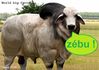 zébu légendé