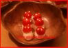Champignon-Amanite-0994
