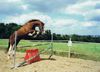 cheval saut liberté obstacle carrière