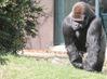 gorille des plaines de l'ouest (1)