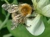 pollinisateur.jpg