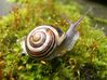 Copie de escargot-copie-1