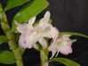 Bouture-de-Dendrobium-nobile-07.JPG