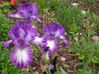 Iris jardin 06
