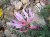 Astragalus monspessulanus avr11 Fitou