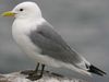 risse mouette blanche charadriiforme