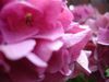 DSC00972