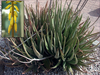aloevera