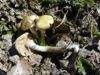 Agrocybe preacox (Odeur de chocolat)027