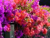 bougainvilliers