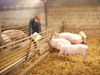 cochons-3tilleuls-56935_3.jpg