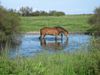 Cheval