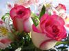 roses.jpg