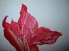 Aquarelles--2006----2008-0895.JPG