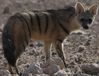 protele hyenide