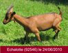Echalotte 236097 92546 2010-06-24