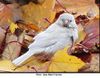 moineau-albinos-Laval