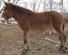 mule mulasse hybride ane jument cheval anesse