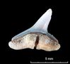 Rhizoprionodon.jpg
