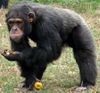 singe simien primate