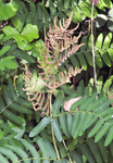 Osmundaceae - Osmonde royale (Osmunda regalis) - Fronde fer