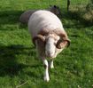 sheep-mouton (89)