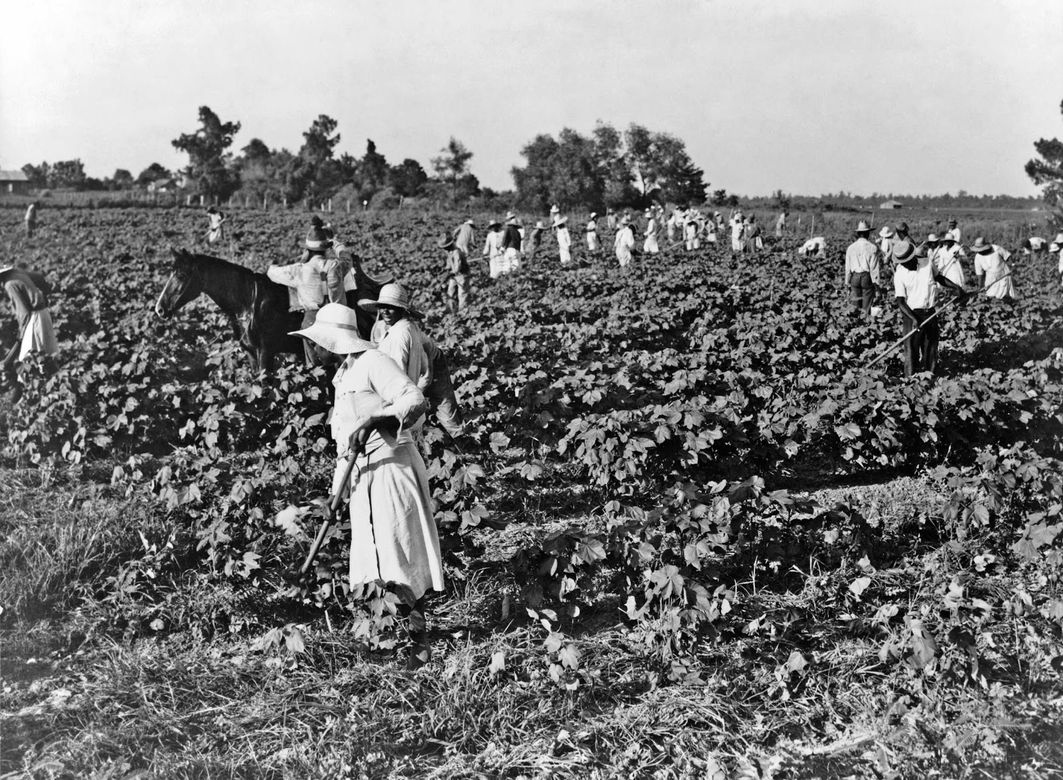 Dorothea Lange - A crew of two hundred colored hoers were b