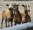 mouton-wiki (5)