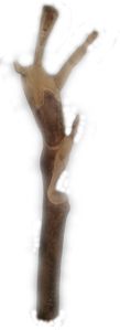 danseuse 1