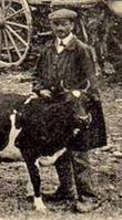 mini-A nos vaches (4)