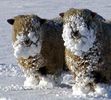 sheep-mouton (23)