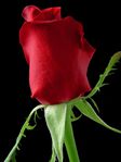 rose 1 bg 030703