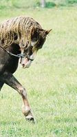 bashkir-curly-horse-tete.JPG