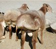 sheep-mouton (6)