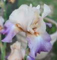 Iris germanica 'Sostenique'