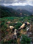 porc-basque-Philippe DESCHAMPS